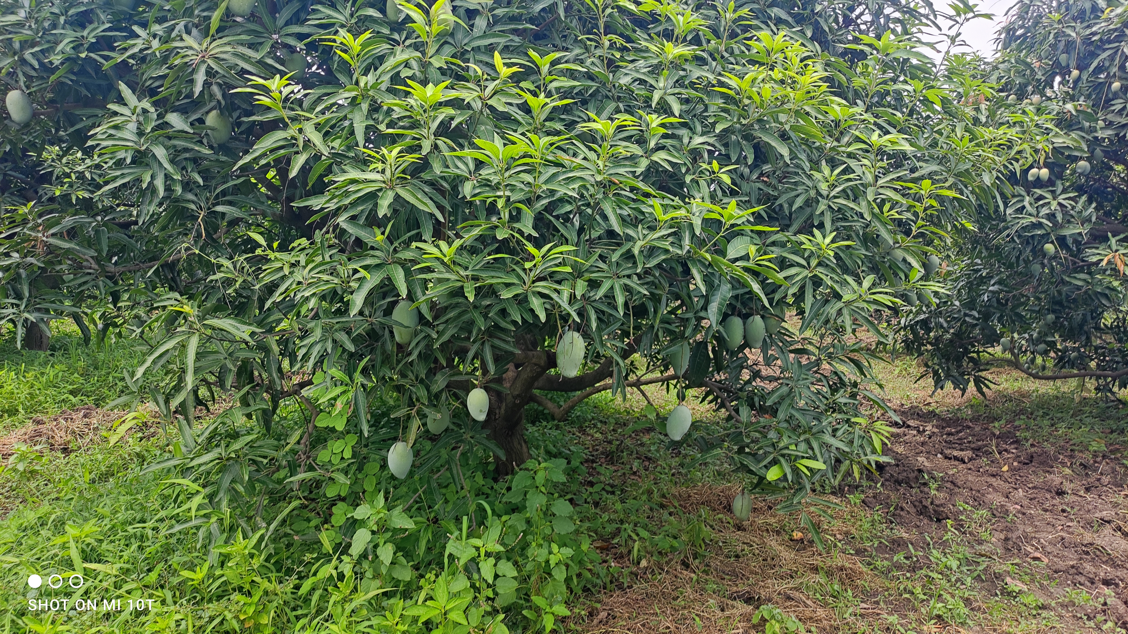 पानौली के प्रगतिशील किसान ने जैविक खेती से पांच बीघा खेत में उगाए आम के पौधे,एक पेड़ पर 7 प्रजातियों के आम