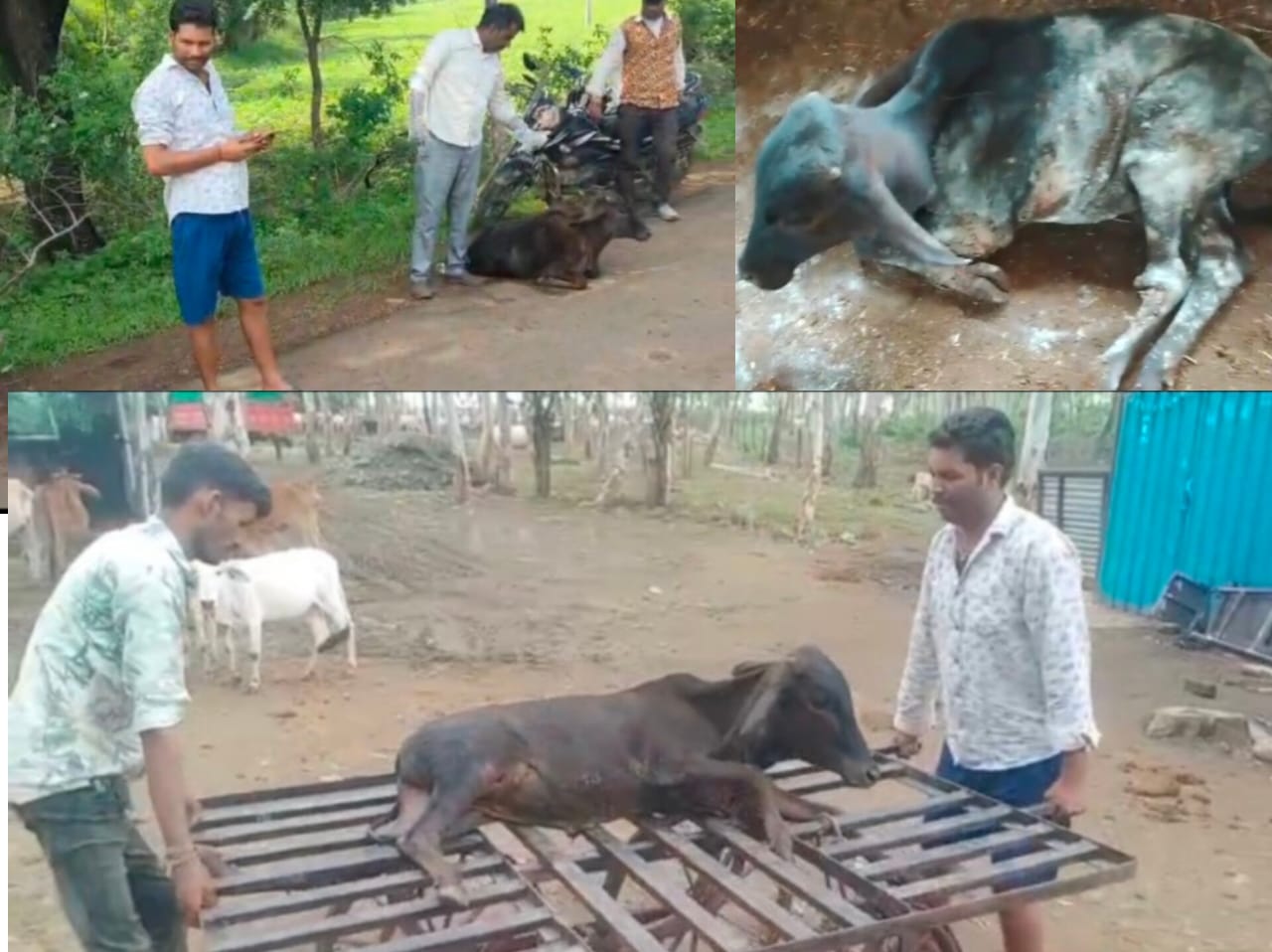 गौ रक्षा दल के सदस्यों ने घायल गोवंश को पहुंचा उचेड गौशाला