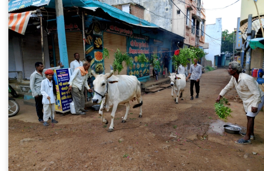 खेत खलिहानों पर बनाई चुरमा बांटी, लगाया ईष्ट देवी-देवताओं व पूर्वजों को भोग, इंद्र देव को मनाने का किया टोटका, हवन पूजन कर मनाई उज्जैनी, 