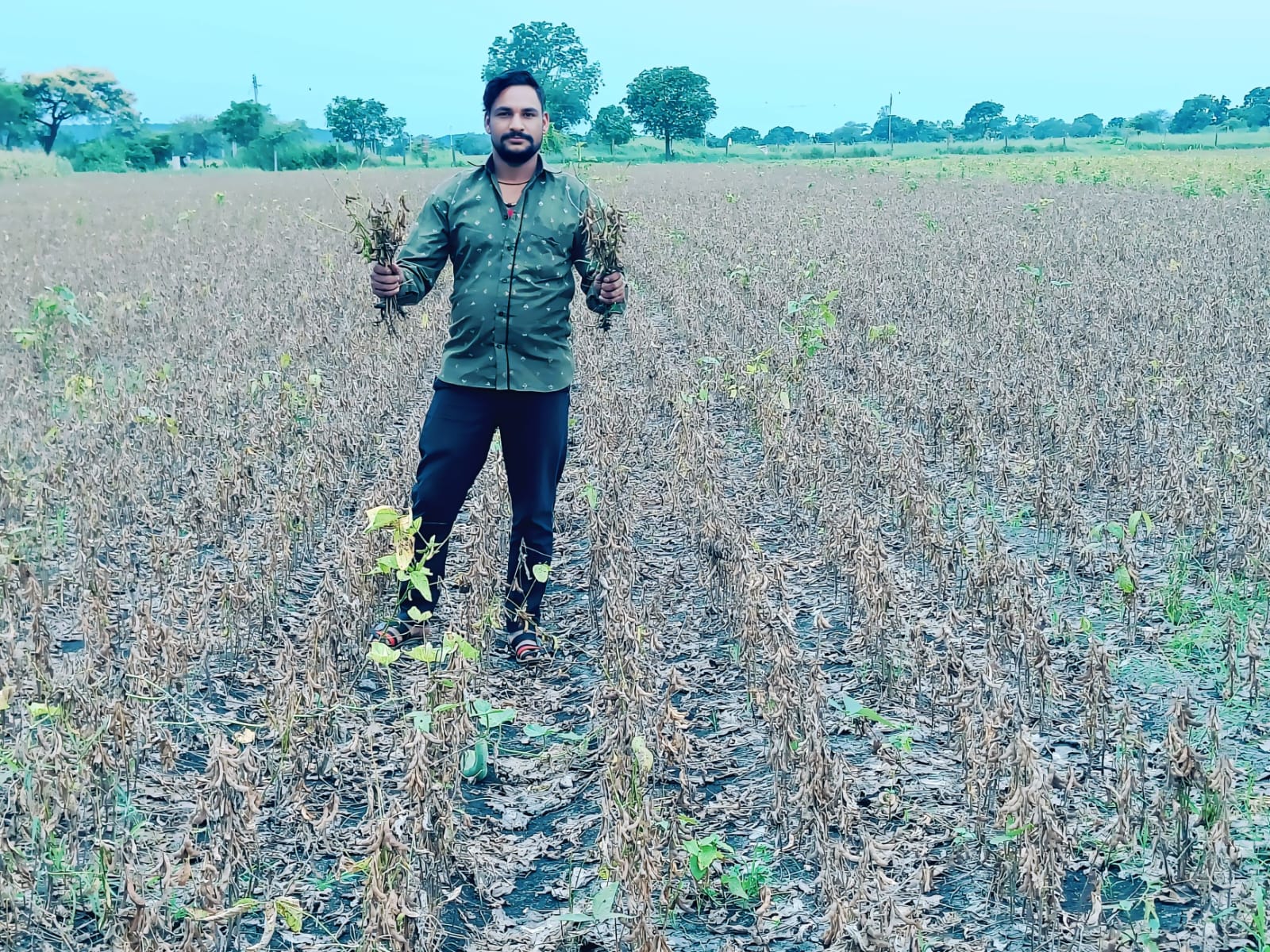 जीरन तहसील के कई क्षेत्रों में सोयाबीन फसल 90 प्रतिशत नष्ट, किसान बोले फसलों के साथ हमारी किस्मत पर भी लगा पीला मोजेक,बिना सर्वे बीमा और मुआवजा राशि,नहीं तो होगा बड़ा आंदोलन,पढ़ें दशरथ माली की ये खबर 