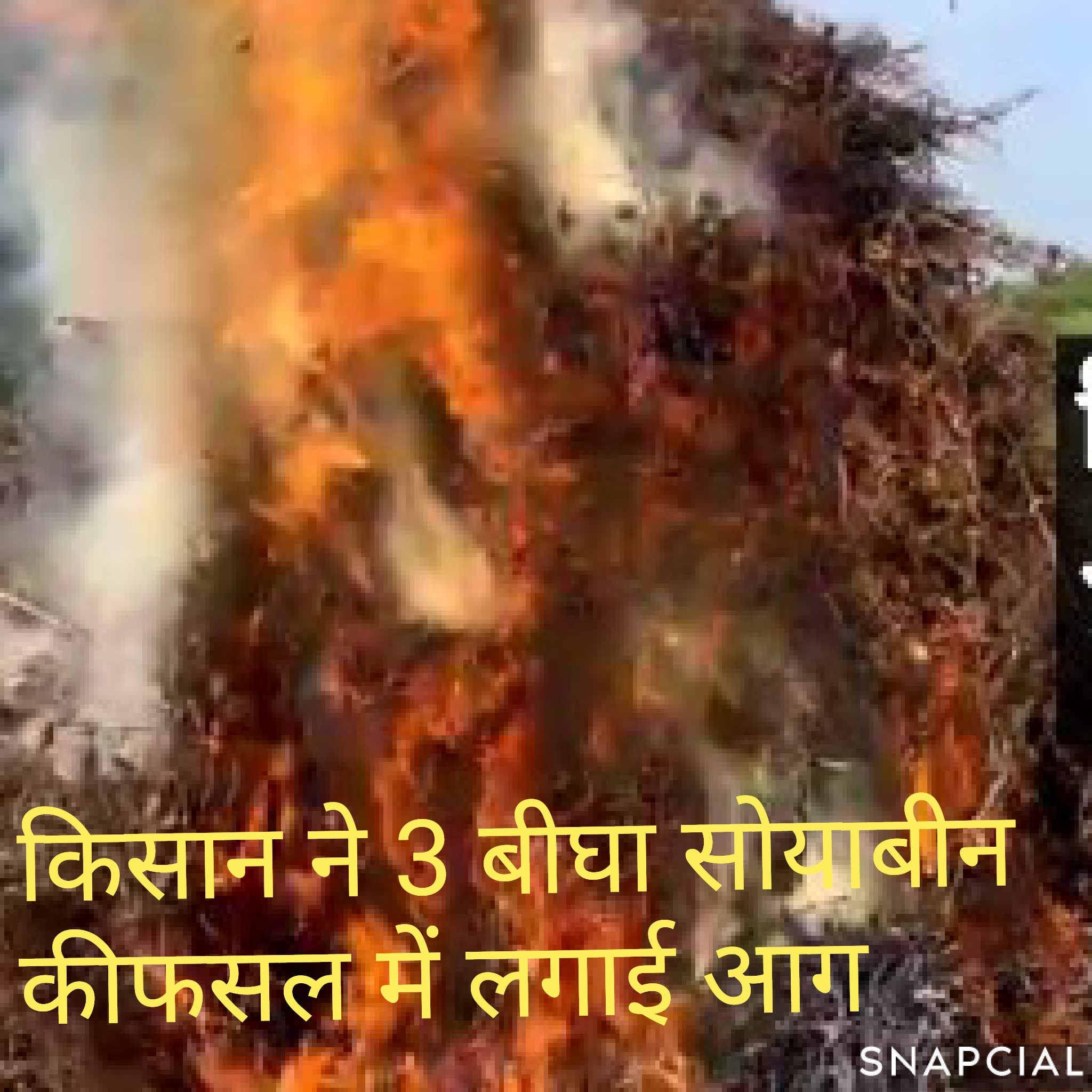 खेतपालियां के दुखी किसान ने 3 बीघा सोयाबीन की फसल में लगाई आग,सोयाबीन की ओसत कम बैठने पर