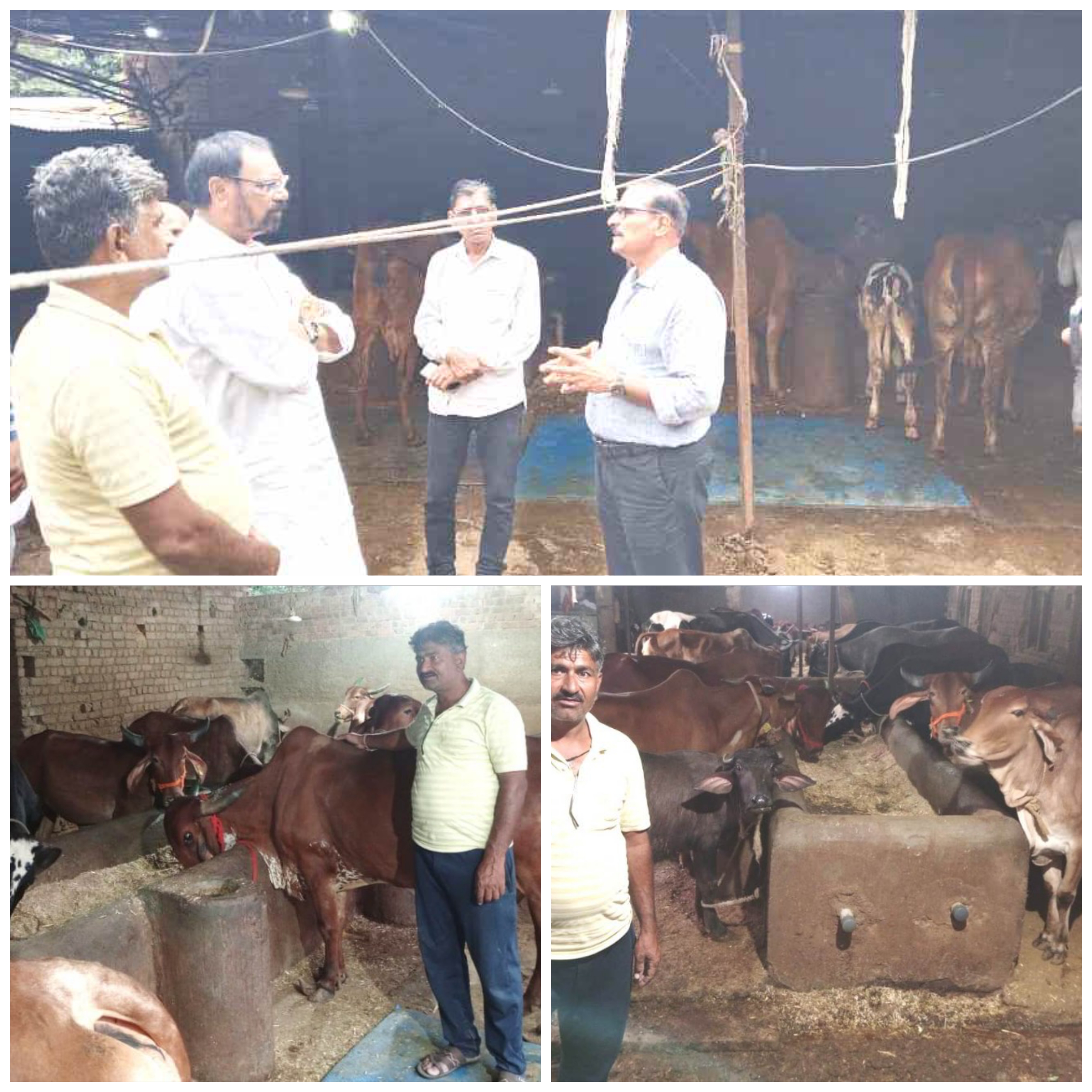 सफलता की कहानी,आचार्य विद्यासागर गो-संवर्धन योजना का लाभ लेकर सफल पशुपालक बने कुकड़ेश्‍वर के राजू तीस गायों और एक भैस का पालन कर 110 लीटर दूध का प्रतिदिन कर रहे है उत्‍पादन,ट्रेवल्‍स का काम बंद कर, पशुपालन से रोजाना चार हजार रूपये की कमा रहे है राजू उपलावदिया