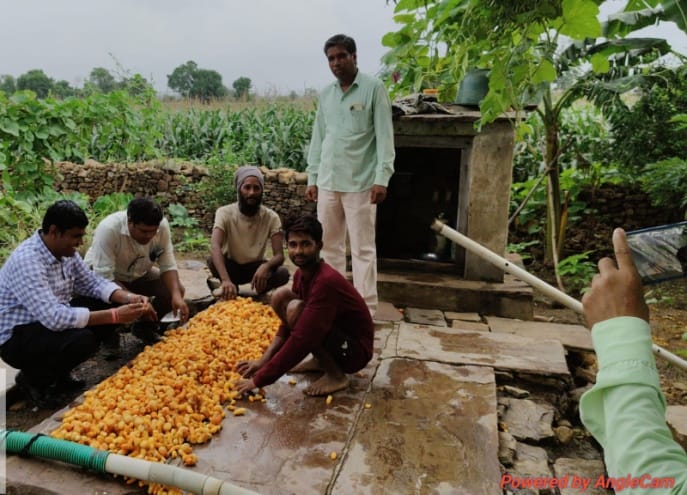 वाटरशेड से मिली मदद,औषधीय फसल हल्‍दी से बदली किसान लादूराम की किस्‍मत,डेढ़ बीघा में हल्‍दी की खेती कर कमाए 1.10 लाख रूपये औषधीय फसल ने बदली किस्मत लादूराम अन्य किसानों के लिए बने प्रेरणा स्रोत
