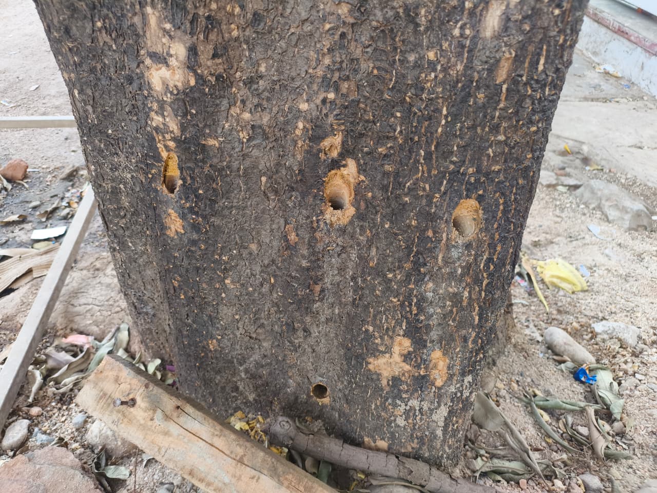 हरे-भरे पेड़ के तने में छेद कर डाला तेजाब, तड़प-तड़प कर सूखा ऑक्सीजन दाता…