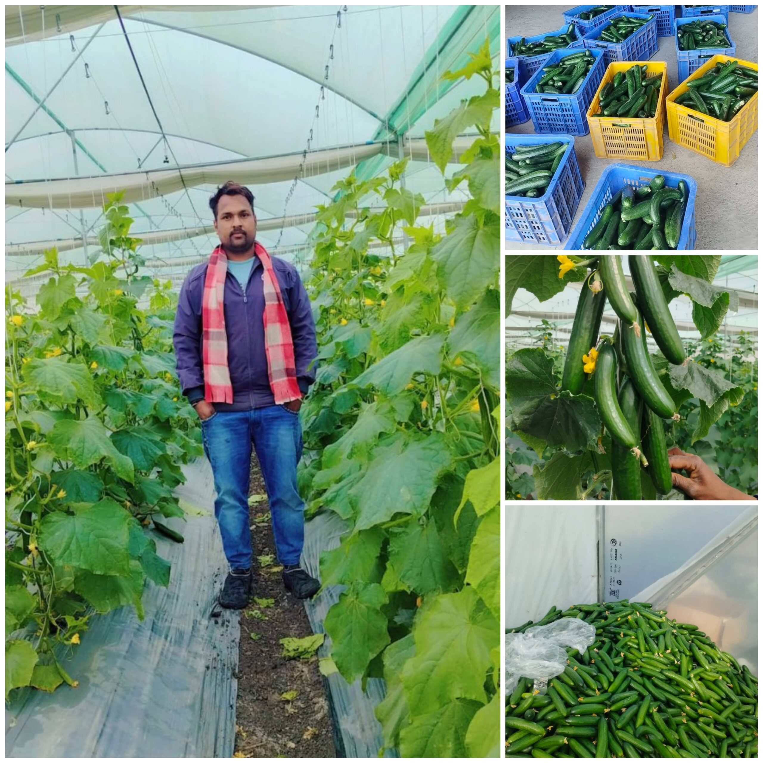सफलता की कहानी,एकीकृत बागवानी विकास मिशन से समृद्ध हुआ नीमच का किसान,शेडनेट हाउस में खीरा-ककड़ी उगाकर दशरथ पाटीदार ने कमाए 4.75 लाख